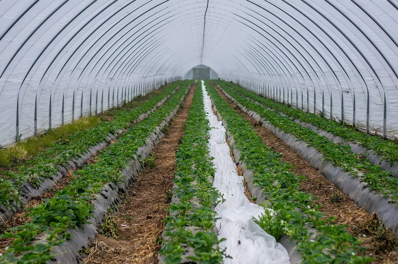 Drip Irrigation System